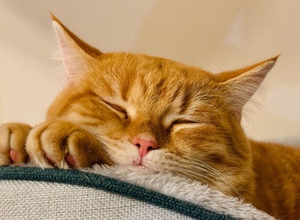 A macskák új kulcsot adhatnak az emlőrák megértéséhez című cikk nyitóképe