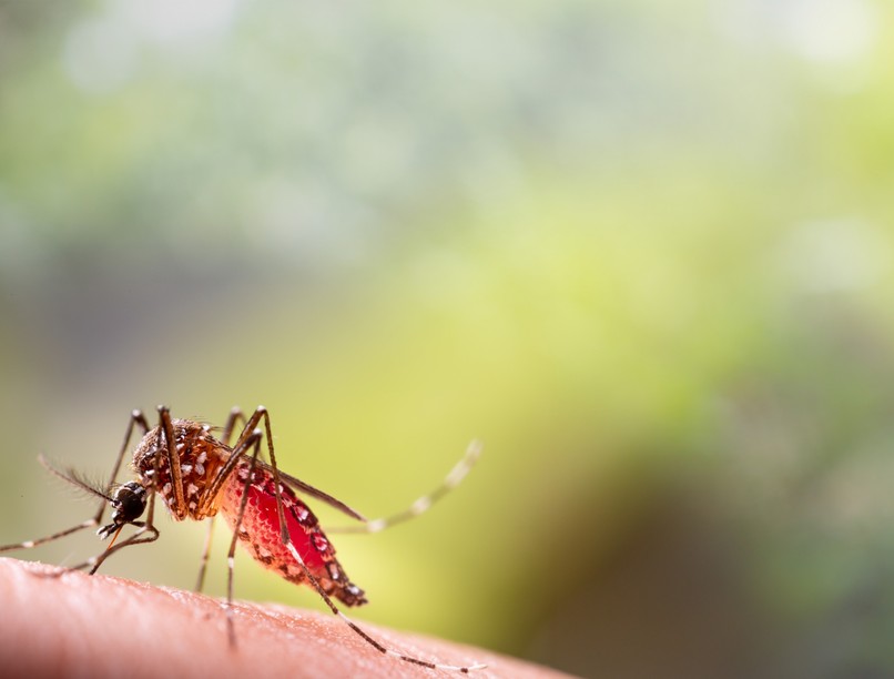 harlekin katica bogár inváziós faj magyarország tigrisszúnyog
