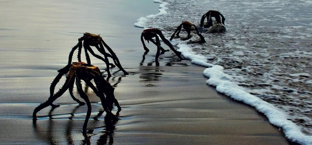 Tengerből kimászó ufószerű lények okoztak pánikot - nevetni fog, ha megtudja mit fotóztak le
