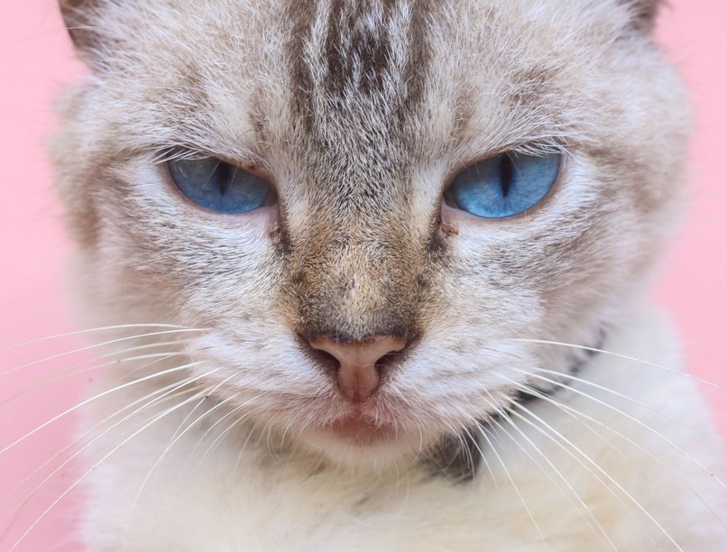 macska haragszik bosszú pisi