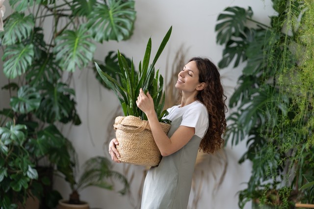 Rosszul alszik? Ezeket a szobanövényeket költöztesse be a hálóba!