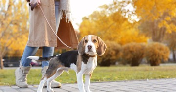 Ilyen gyakran kellene sétáltatnia a kutyáját