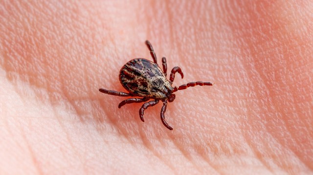 Nemcsak az erdőben élnek: ezek a helyek a kullancsok kedvencei az otthonában