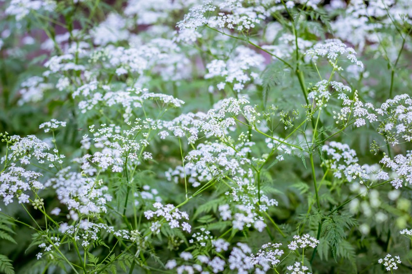 Hasonlít ugyan néhány ernyős virágzatú növényünkre (petrezselyem, ánizs, kapor ) a nevét adó, vastag, belül üreges szárának lilás-barnás tarkázottsága minden más hasonló növénytől megkülönbözteti. Magassága 100–120 cm vagy még magasabb. Karógyökerű növény, magjai barnák, szárának alsó részén halvány vörösbarna foltok láthatók.