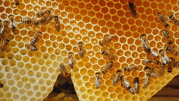 A méz magas energiatartalmú, értékes biológiai tulajdonságokkal rendelkező élelmiszer