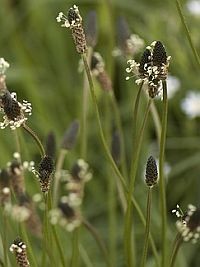 Pollenhelyzet: nőhet a pollenkoncentráció a hőségben!