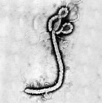 Ebola-krónika napról-napra