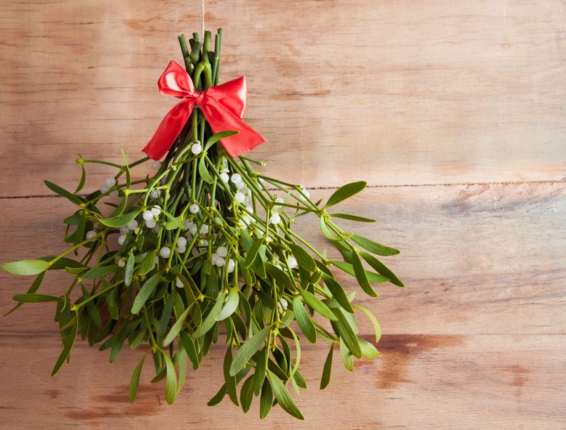 fagyöngy karácsony gyógynövény hatása