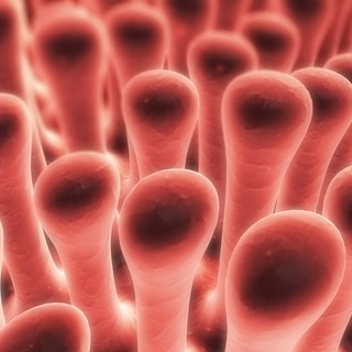 Így derítheti ki, hogy elsorvadtak-e a bélbolyhai című cikk nyitóképe