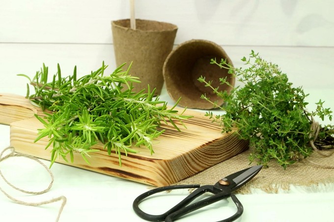 Ennyi mindenben segíthet a rozmaring - természetes fájdalomcsillapító és stresszcsökkentő is című cikk nyitóképe