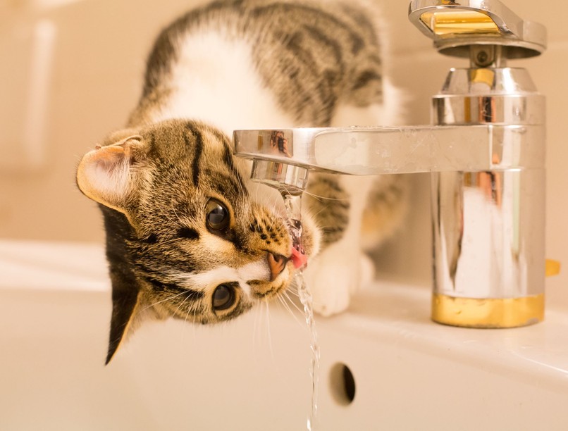Miért szeretik a macskák a csapvizet?
