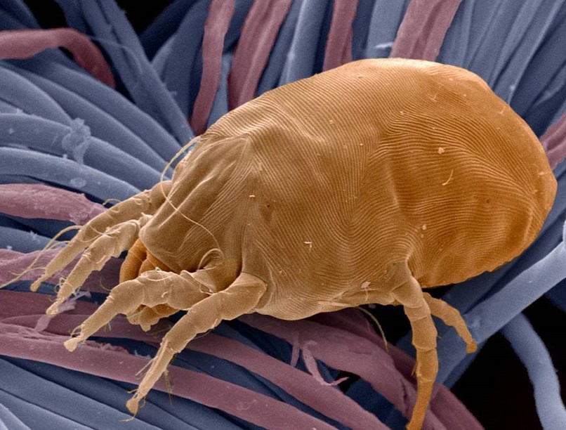 pollen, allergia, poratka