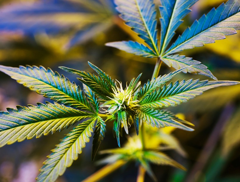 kannabisz, gyógyszer, kender