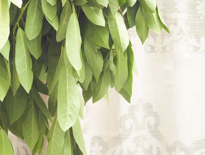 babérlevél természetes szagtalanító