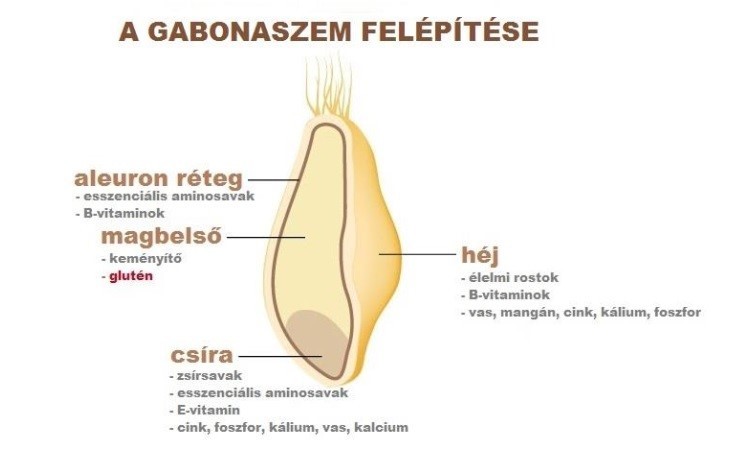 Így épül fel egy gabonaszem