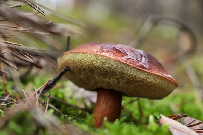 Babérvargánya: finom és csökkenti a rák kockázatát - ősszel a legkönnyebb rátalálni című cikk nyitóképe