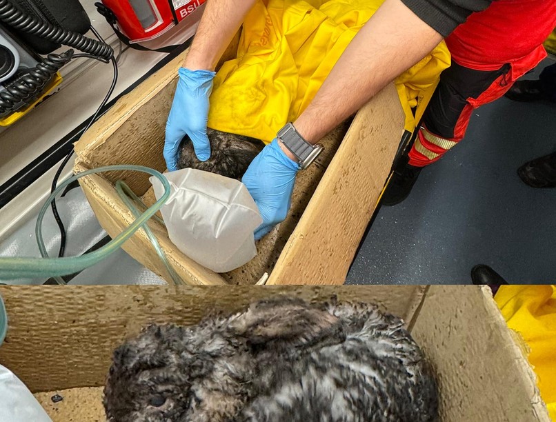 mentők, égési sérülés, nyúl