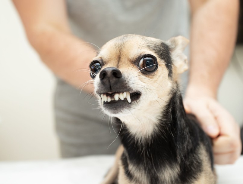 veszettség álveszettség sertéshús etetés vaddisznóhús kutya