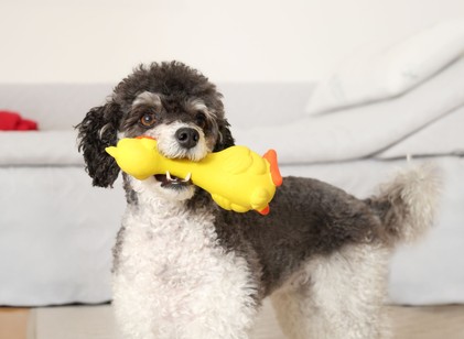 Miért imádják a kutyák a csipogós játékokat? A legtöbb gazdi észre sem veszi, hogy neki szól az egész! című cikk nyitóképe