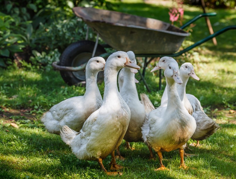 madárinfluenza magyar megye H5N1