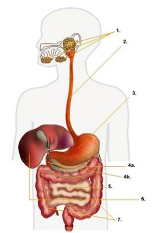 Hogyan emésztjük meg az ételt?