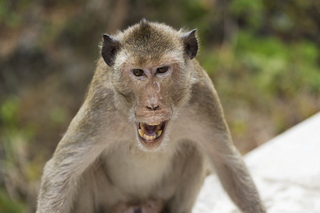 Majom harapott meg egy férfit, azóta intenzívosztályon van