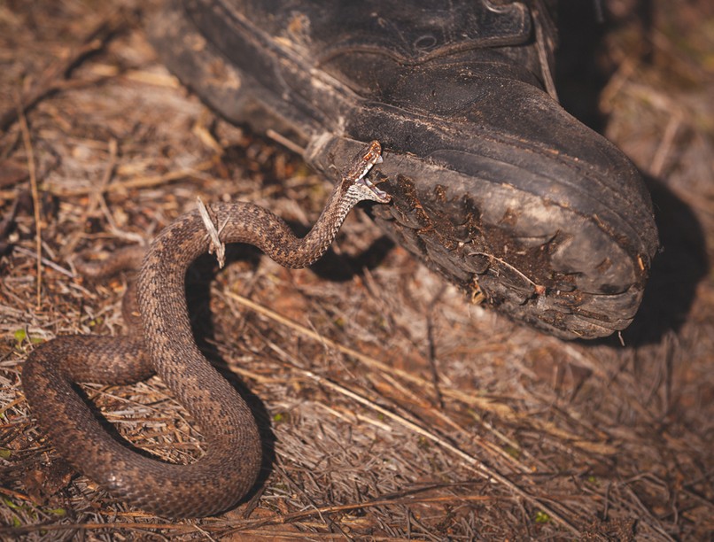 kígyó kígyómarástünete kígyóméreg hatása ellenszer ellenanyag
