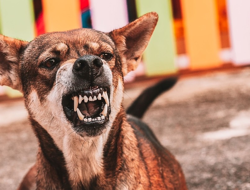 veszettség kutya macska oltás