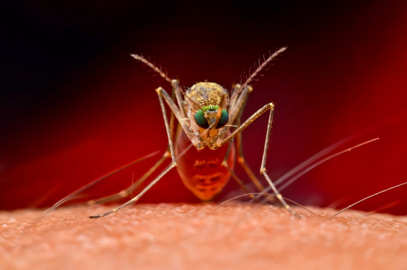Újabb vírus a láthatáron: szúnyogok terjesztik és agyvelőgyulladást okoz