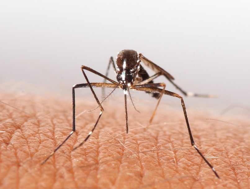 szunyog, tigrisszúnyog, szúnyogcsípés