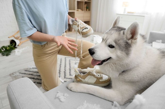 Szétrágott cipők, megcsócsált kanapé? Így szoktassa le kutyáját a rombolásról című cikk nyitóképe