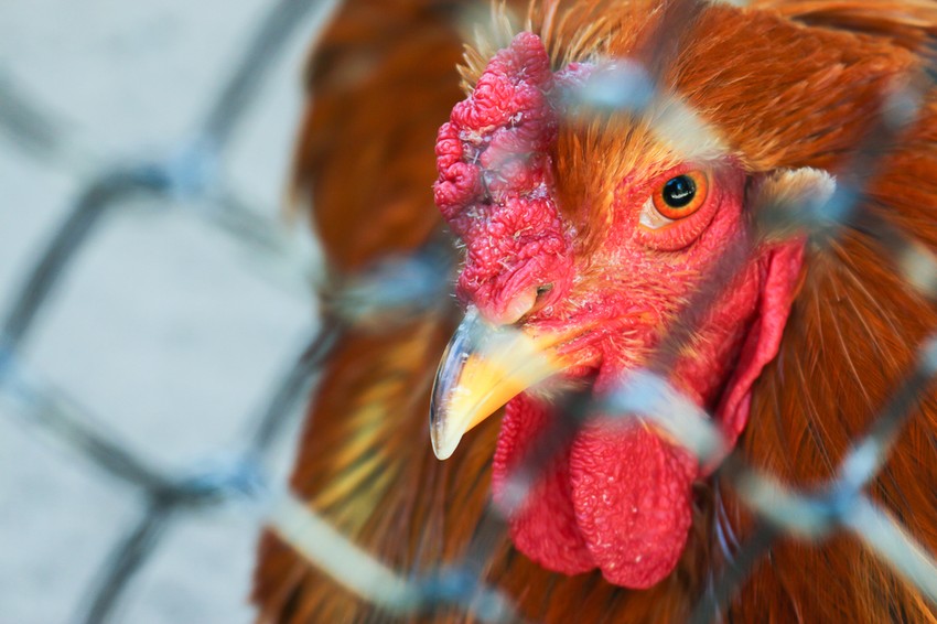 Terjed a H7N9 madárinfluenza: halálos áldozatokat szedett