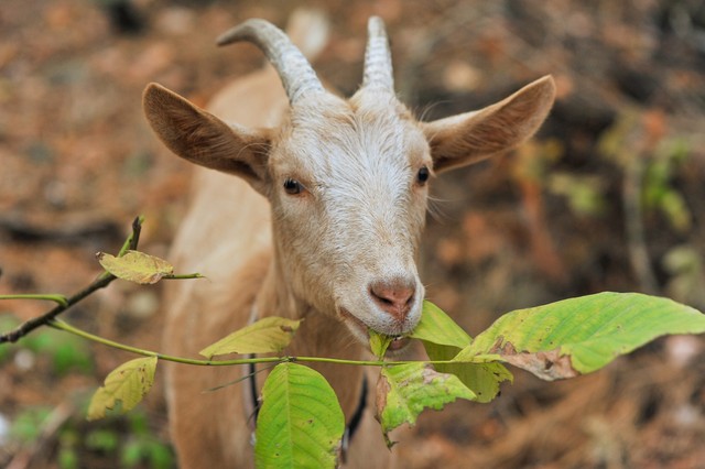 Nébih: újabb településeken jelent meg Zalában a kiskérődzők pestise
