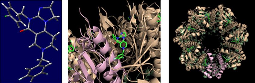 2.ábra: bal oldalon a TBP-333 molekulának a ClpP célfehérjéhez való kötődésre alkalmas térszerkezeti modellje; középen a TBP-333 molekuláknak ClpP-vel alkotott komplexének egy kinagyított részlete; jobb oldalon a heptamerré szerveződő ClpP egység a hét darab kötött TBP-333 molekulával
