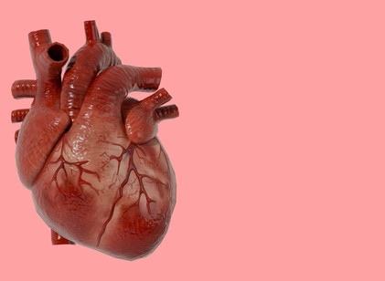 Miért nem hallunk szinte soha a szívrákról? Meglepő biológiai ok áll mögötte című cikk nyitóképe