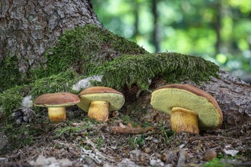 A barna tinóru inkább a savanyú fenyveseket kedveli, a lomberdőkben ritkábban fordul elő.