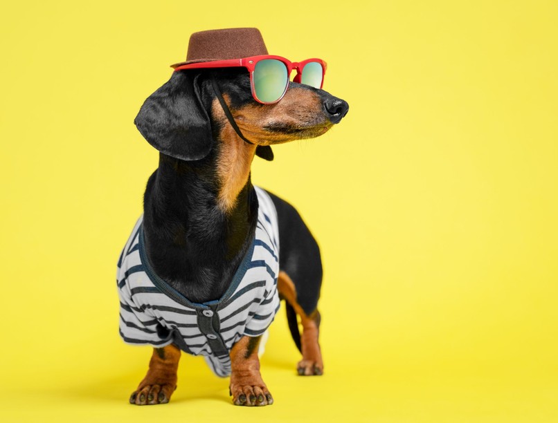 gondozás kutya ruha kiválasztás hogyan milyet meleg