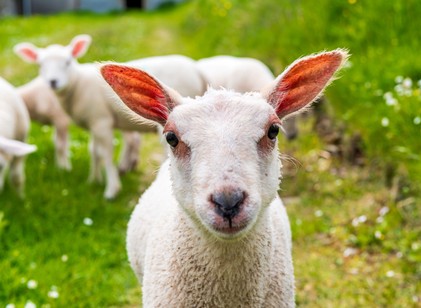 Juhokkal a mentális betegségek ellen – szokatlan, mégis ígéretes módszer Lengyelországból című cikk nyitóképe