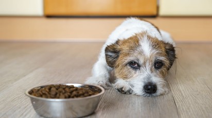 Egy új tanulmány szerint sok gazdi nem veszi észre, ha fájdalmai vannak a kutyájának című cikk nyitóképe