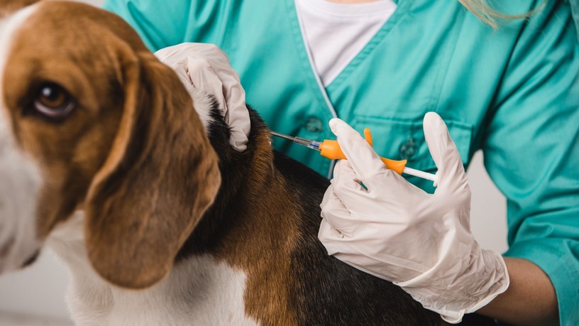 kutya macska mikrochip állatorvos Petvetdata