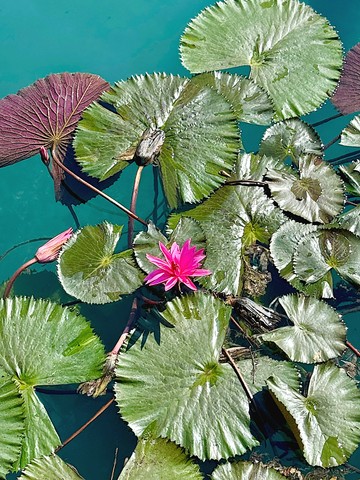 A tó körül kialakult egyedi mikroklíma, a tündérrózsák és a védett növények jelenléte pedig különleges környezetet teremt a gyógyuláshoz.