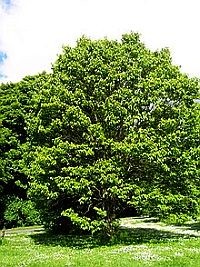 Ázsiai fakivonattal a másnaposság ellen?