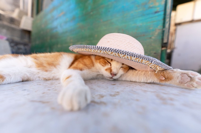 Bár a cicák szívesen sütkéreznek a napsütésben, ez a hőmérséklet már számukra is túl meleg.