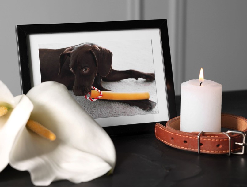 kutya elvesztése halál gyász feldolgozás