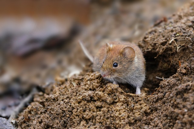 Rossz hír! Egy újabb koronavírust azonosítottak pockokban Európában