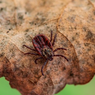 Ezt tegye, ha furcsa kullancsot talál című cikk nyitóképe
