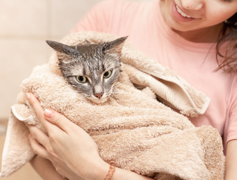 macska cica fürdetés állatorvos kisállatok egészsége