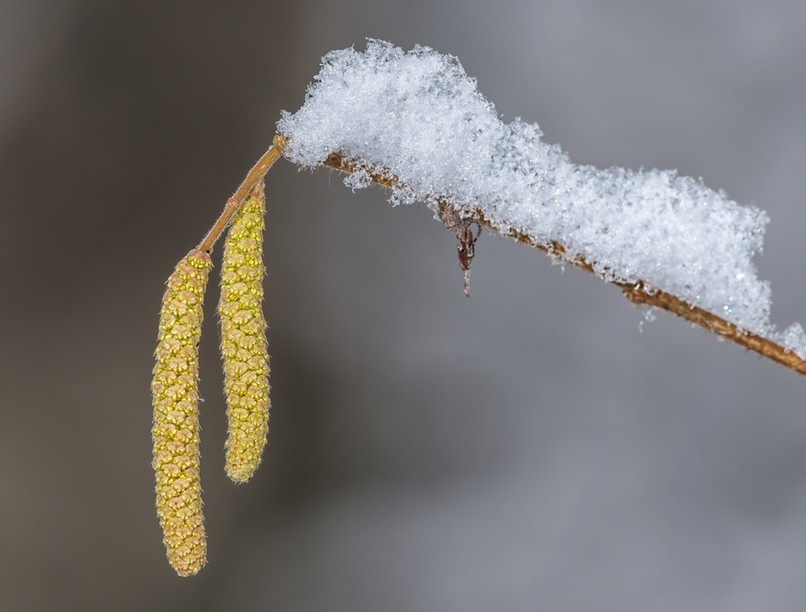 allergia, pollenszezon, immunterápia, pollenek