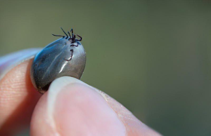 Hyalomma: horrorkullancsot találtak hazánkban. Ezek a fertőzés jelei!