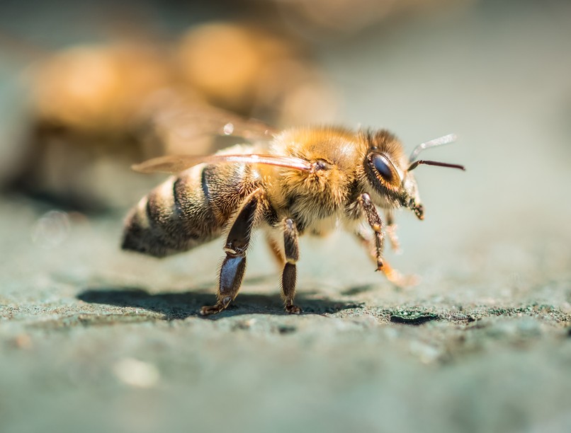 méh, méh lenyelése, politikus, csípés